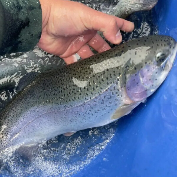 Форел зинда v2