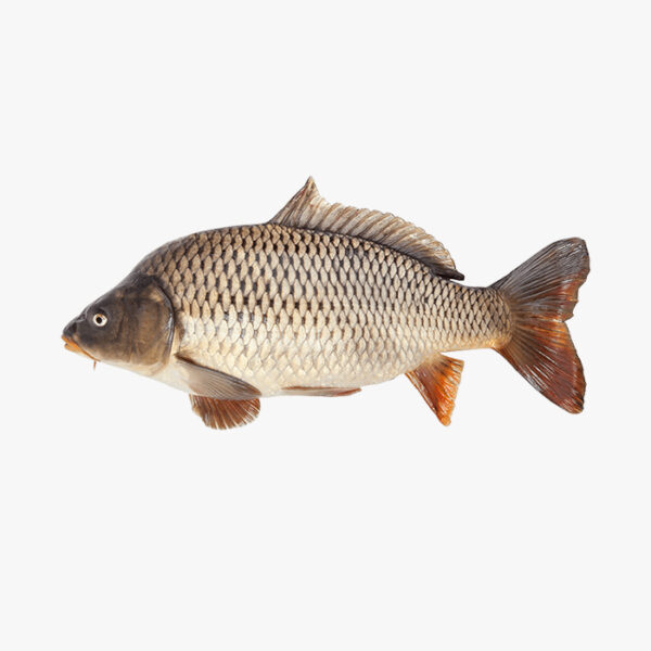 Карпи зинда (яклухт)