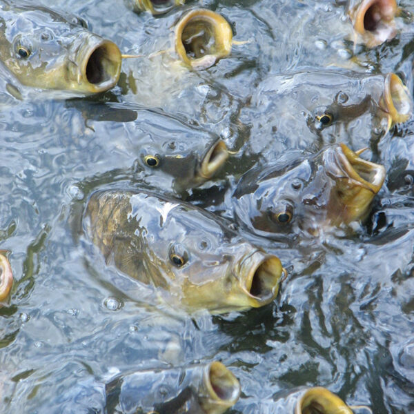 Карпи зинда (яклухт) v2