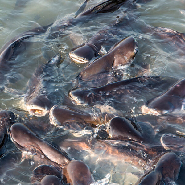 Сом зинда (яклухт) v2