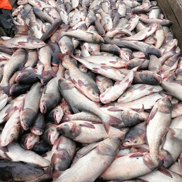 Толстолоб зинда (яклухт) v2