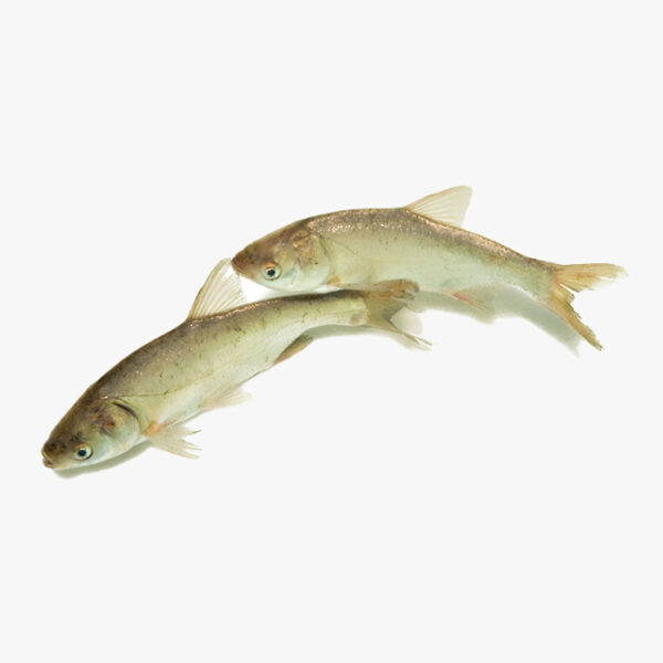 Толстолоб – моҳича